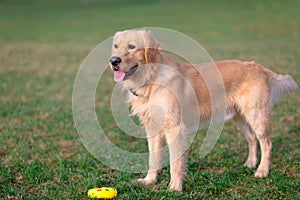 Golden retriever playing with his toy.dog standing on meadow