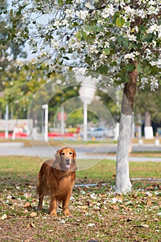 Golden Retriever playing in the park