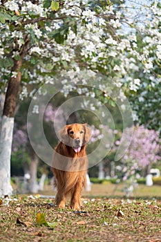 Golden Retriever playing in the park