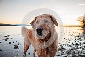 Golden Retriever Playing in the Water