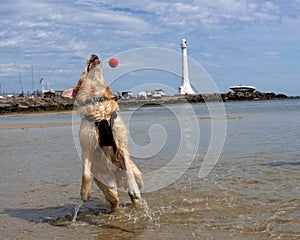 A golden retriever playing in the water with a ball, at a beach with lighthouse in the background