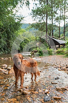 Golden Retriever playing with water in mountain creek