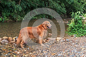 Golden Retriever playing with water in mountain creek