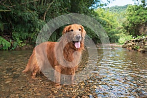 Golden Retriever playing with water in mountain creek