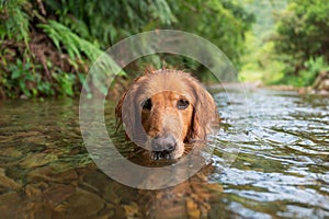 Golden Retriever playing with water in mountain creek