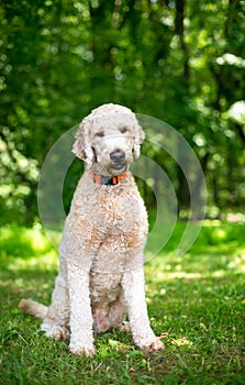 A Golden Retriever x Poodle mixed breed dog, or \