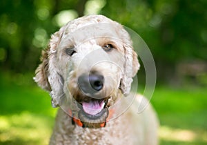 A Golden Retriever x Poodle mixed breed dog, or \