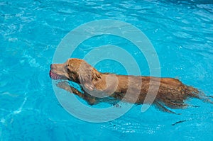 Golden Retriever in the Pool