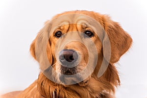 Golden Retriever portrait