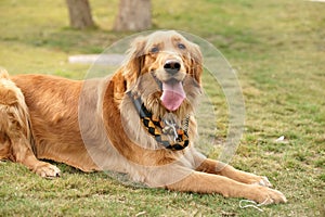 Golden retriever portrait