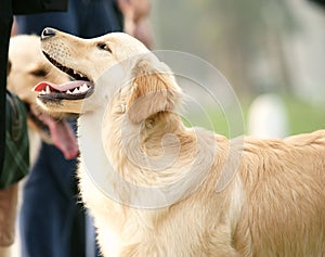 Golden retriever portrait