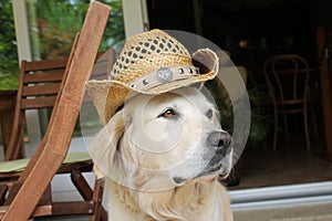 Golden retriever portrait