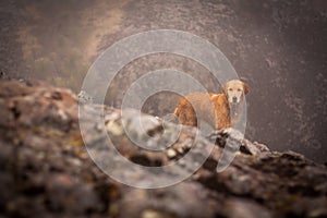 Golden retriever portrait in the foggy mountain