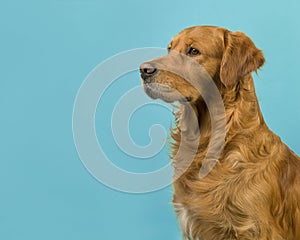 Golden retriever portrait seen from the side on a turquoise blue