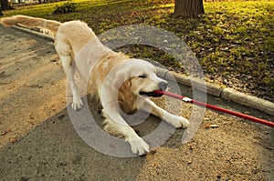 Golden retriever pulling rope photo
