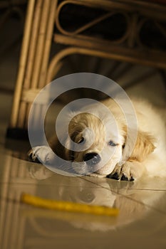 Golden Retriever Pup