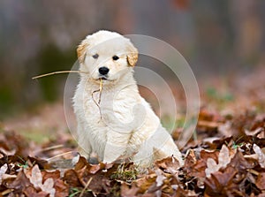 Golden Retriever Pup.