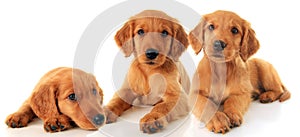 Golden retriever puppies