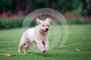 Golden Retriever puppies on the grass