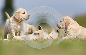 Golden retriever puppies having fun photo