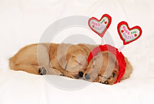 Golden retriever puppies sleeping wearing headband