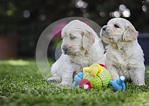 Golden Retriever Puppies with toys