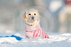 Golden retriever puppy