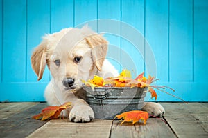 Golden Retriever Puppy