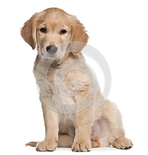 Golden Retriever puppy, 2 months old, sitting