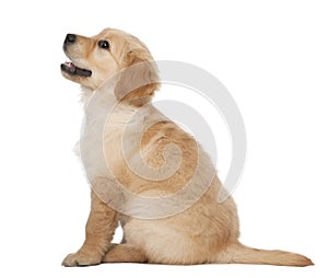 Golden Retriever puppy, 2 months old, sitting