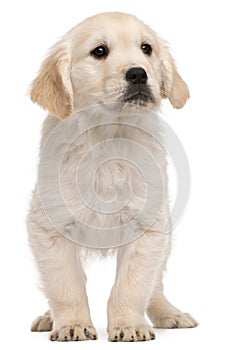 Golden Retriever puppy, 20 weeks old, standing