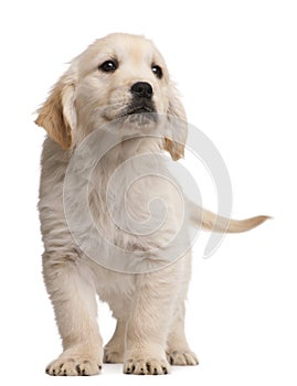 Golden Retriever puppy, 20 weeks old, standing