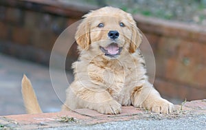 Perro perdiguero de oro muro 