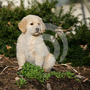 Golden Retriever puppy