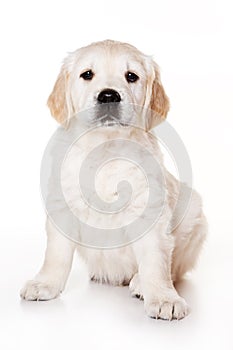 Golden retriever puppy