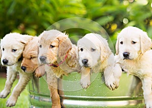 Golden Retriever Puppy