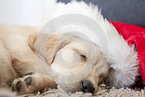 Golden retriever puppy 6 weeks old with santa hat