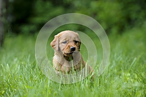 Golden Retriever Puppy,