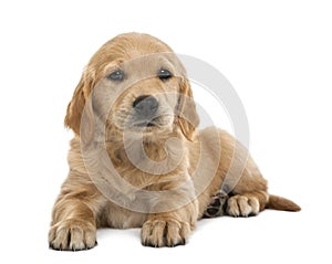 Golden retriever puppy, 7 weeks old, lying