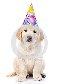 Golden retriever puppy in birthday hat looking at camera. isolated