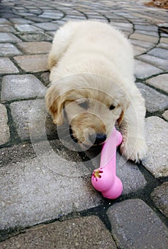 Golden Retriever puppy with a bone shaped chew toy filled with treats