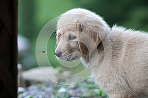 Golden Retriever Puppy with bug