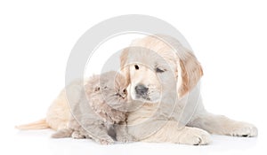 Golden retriever puppy and cute kitten lying together. isolated on white background