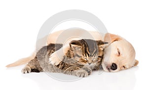 Golden retriever puppy dog and british cat sleeping together. isolated