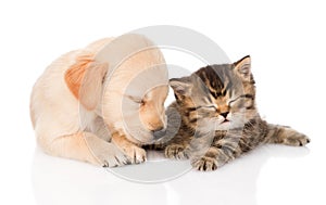 Golden retriever puppy dog and british cat sleeping together. isolated