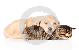 Golden retriever puppy dog and british cat sleeping together. isolated