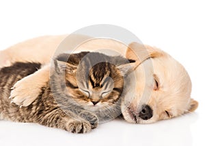 Golden retriever puppy dog and british cat sleeping together. isolated