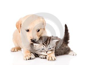 Golden retriever puppy dog and british cat together. isolated