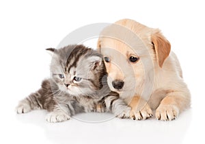 Golden retriever puppy dog and british tabby cat lying together. isolated