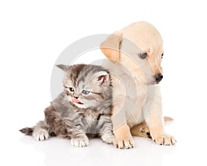 Golden retriever puppy dog and british tabby cat sitting together. isolated